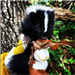 Baby Skunk, Known as a Kitten