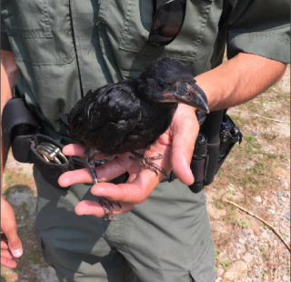 Crow Chick
