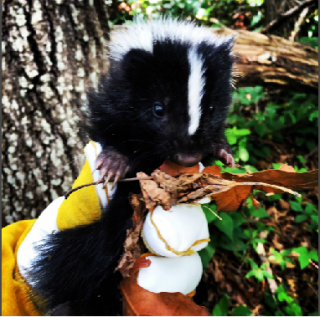 Baby Skunk, Known as a Kitten