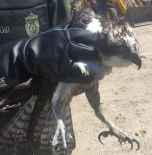 Rescued Juvenile Osprey