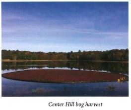 Center Hill Bog
