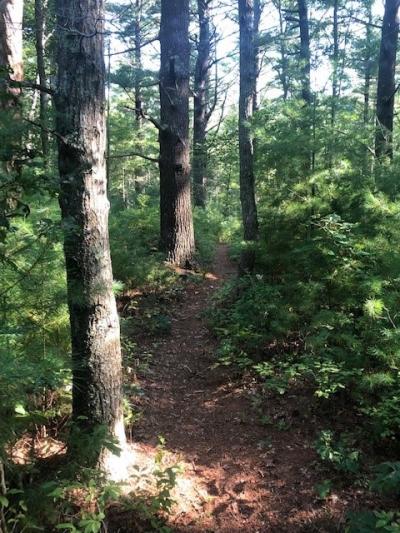 Indian Brook Conservation Area Trail
