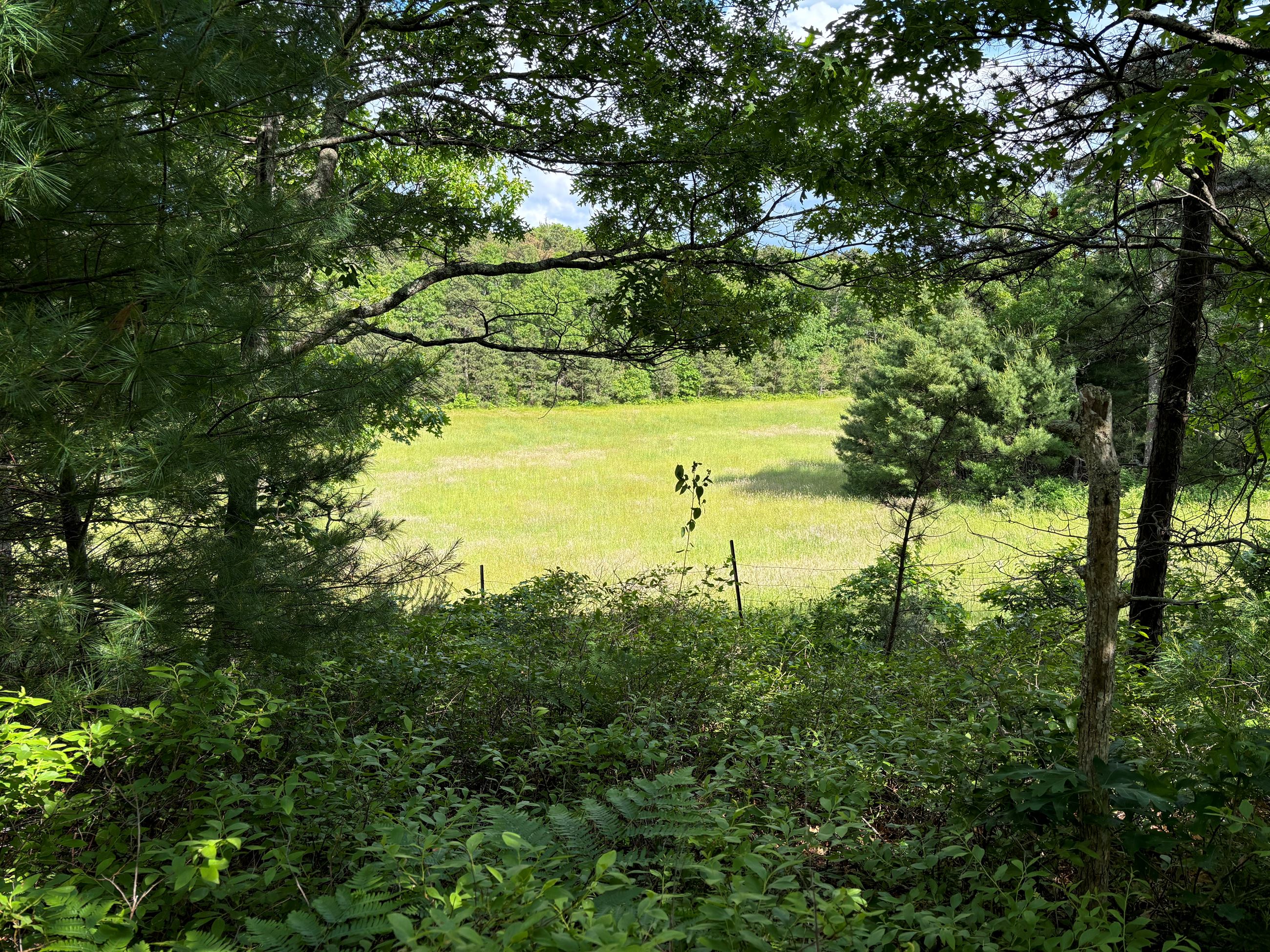 A trail vista overlooking a pasture