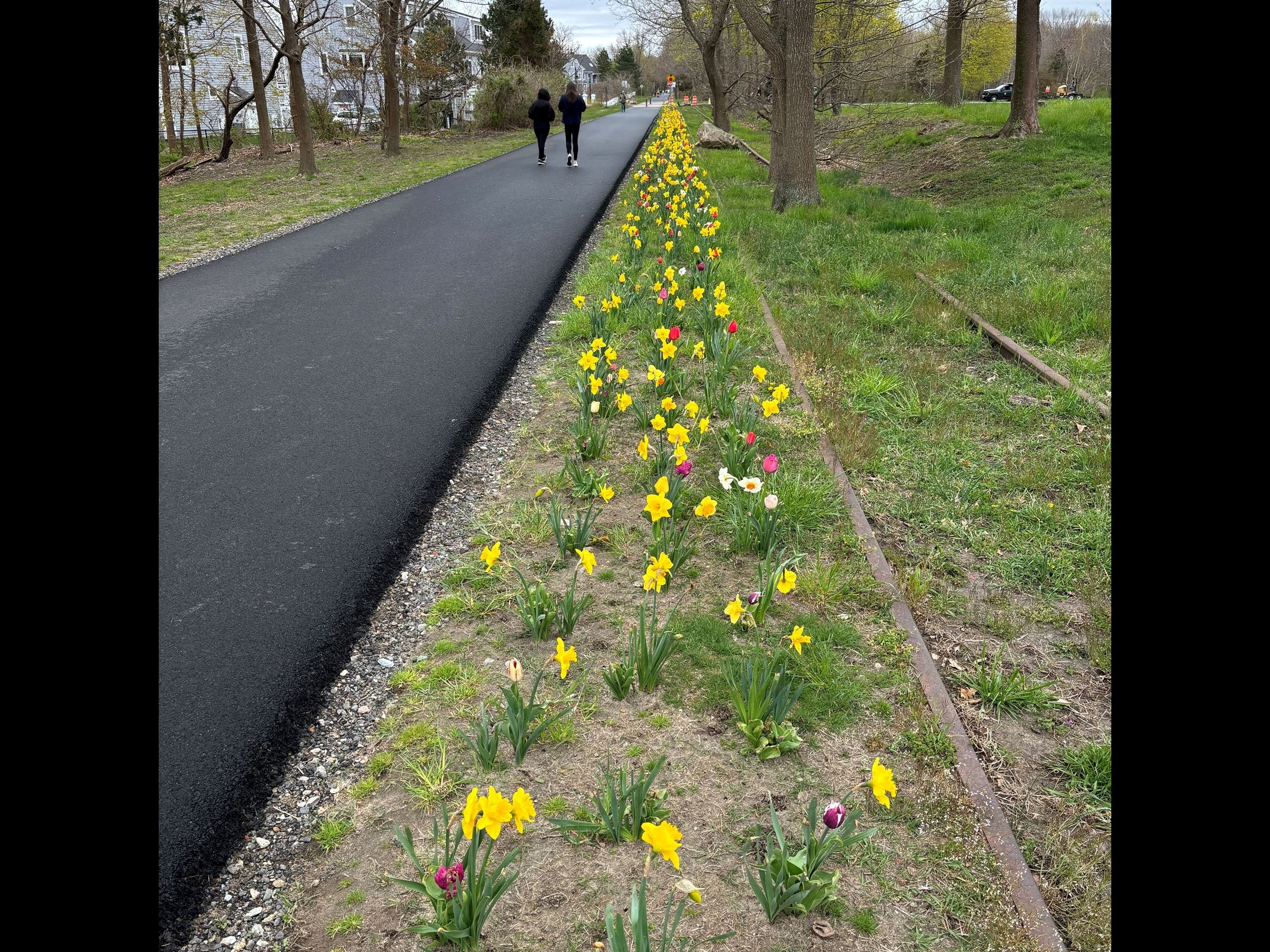 Walking trail flanked by tulips and daffodils