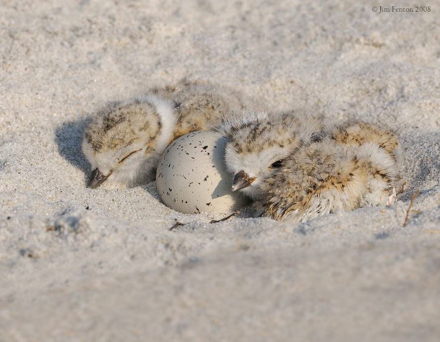 Newly Hatched Piping Plover Chicks  ©Jim Fenton