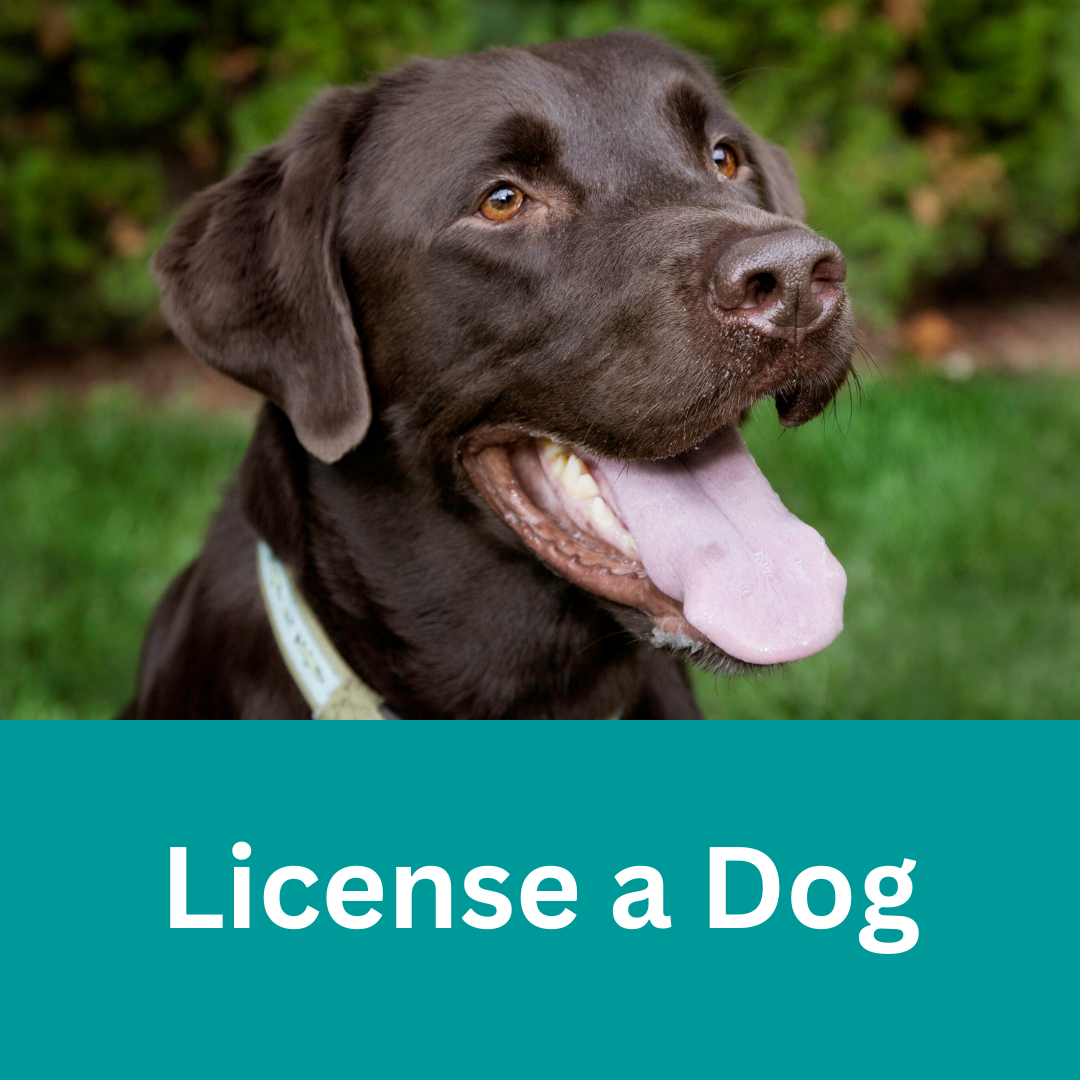License a Dog