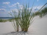 American Beachgrass