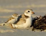Piping Plover Parent and Chick by Jim Fenton