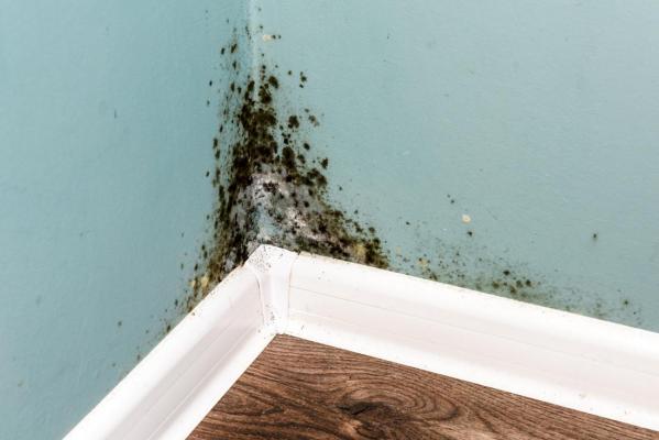 Mold spores in the corner of a room.