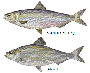 Blueback and Alewife Herrings