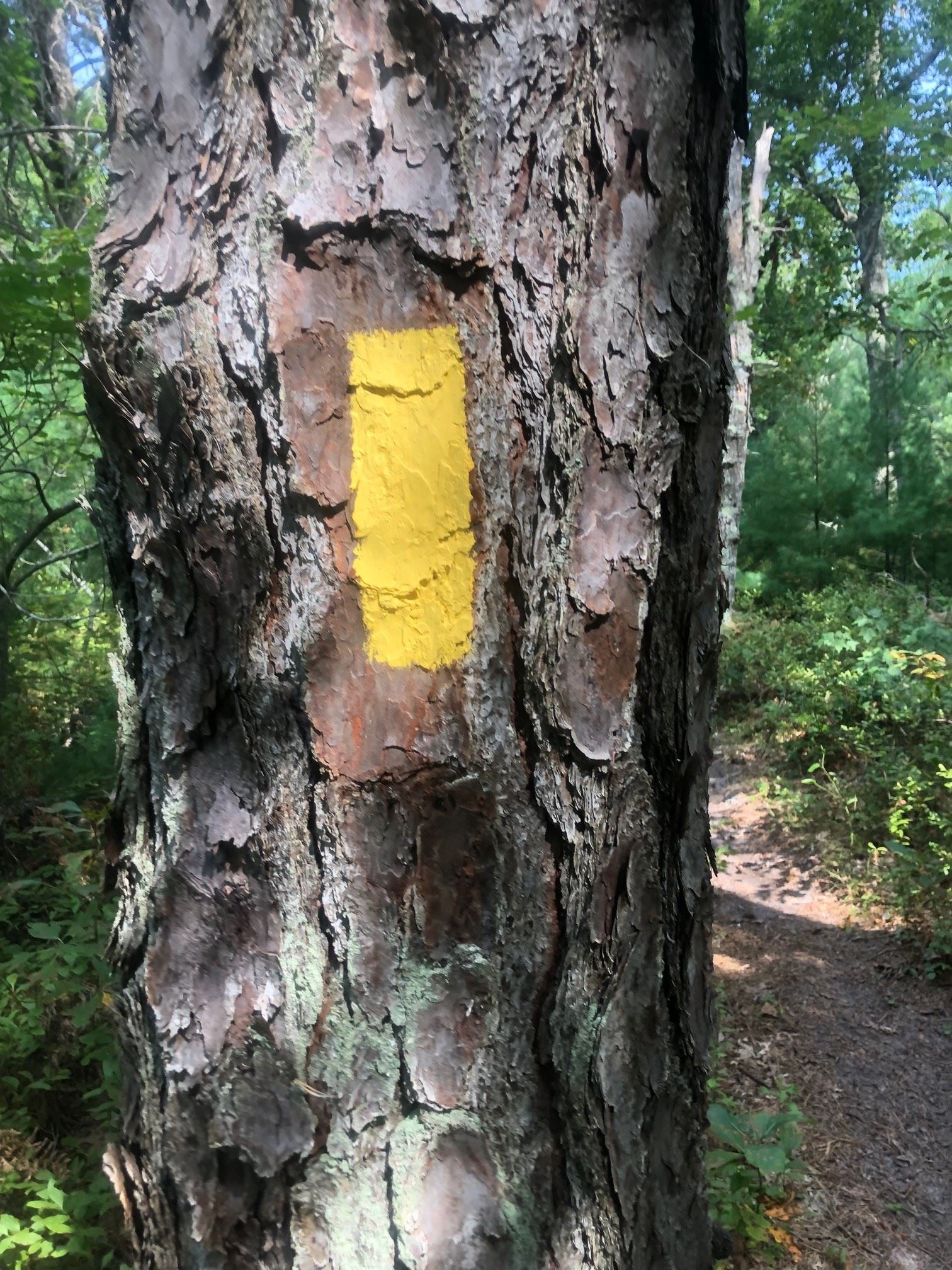 Picture of a trail blazer