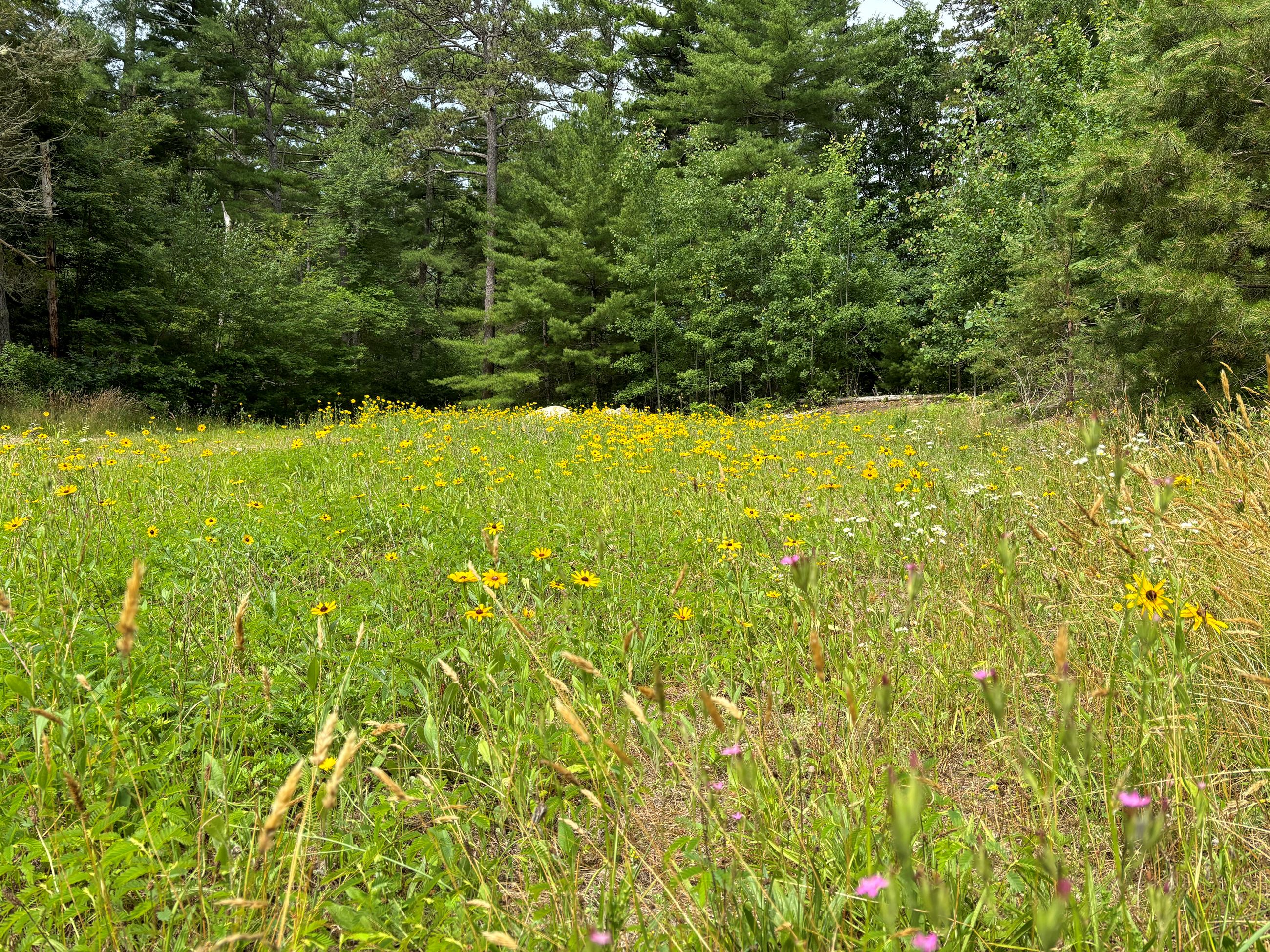 2024-07-01 Russel Mill CA Meadow